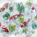 KOI 1 KOI 1